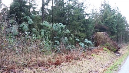 Tempête. Un épicéa de 25 m s'est effondré en forêt de Loudéac