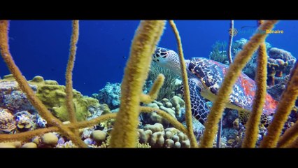 Sand Dollar Condominium Resort