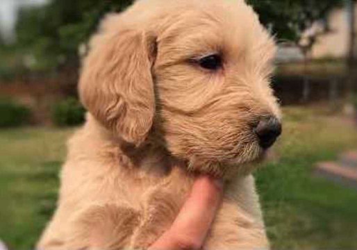 Father and Son Spend Afternoon with Labradoodle Puppies
