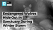 Endangered Wolves Hide Out in Sanctuary During Winter Storm