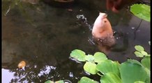 Ce poisson rouge saute hors de l'eau pour attraper un morceau de pain