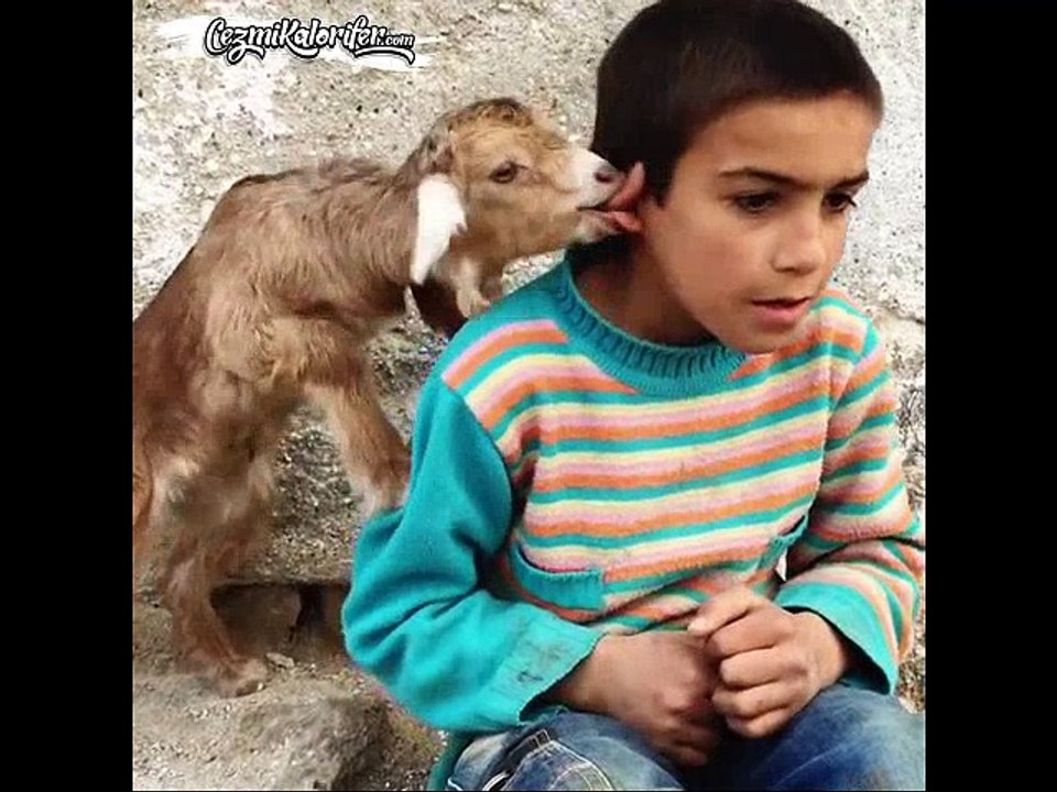 Minik Keçi Kulağıyla Oynayınca Huylanan Ufaklık