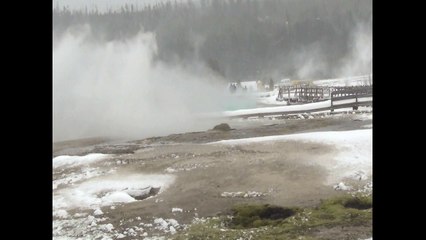 Close Encounter with a Coyote at Yellowstone