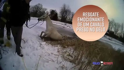Resgate emocionante de um cavalo preso no gelo