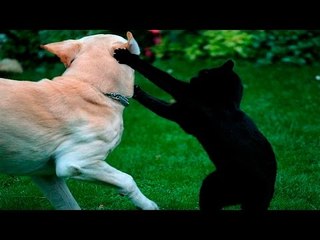 Funny Cats And Dogs - Funny Cats vs Dogs - Funny Animals - Funny Video