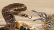 Roadrunners Kills and Eating Rattlesnake - Snake Vs Birds Fighting video  - Wild Animal Attack Videos