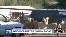 Paradise Valley neighborhood angry over alpacas