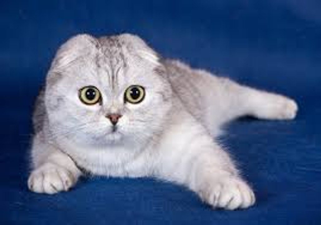 Scottish Fold cats - Nicely cats !