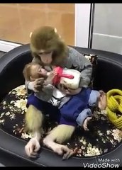the cute monkey cares her kid