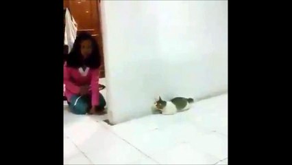 Ce chat va avoir la peur de sa vie!