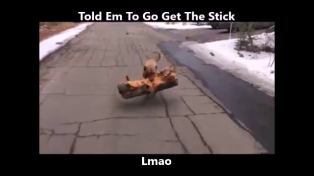 Quand ton chien va chercher un baton... un gros baton