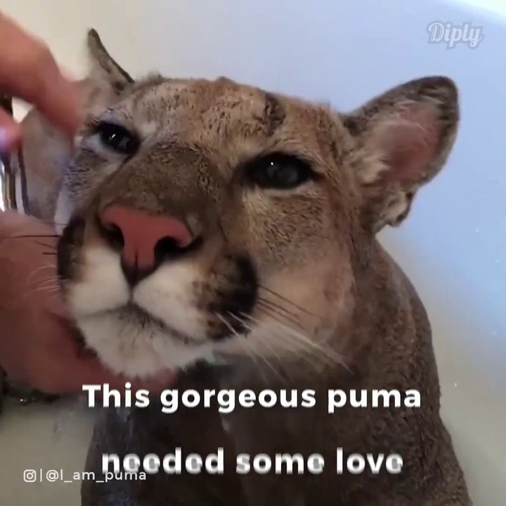 Il a un très gros chat comme animal de compagnie...