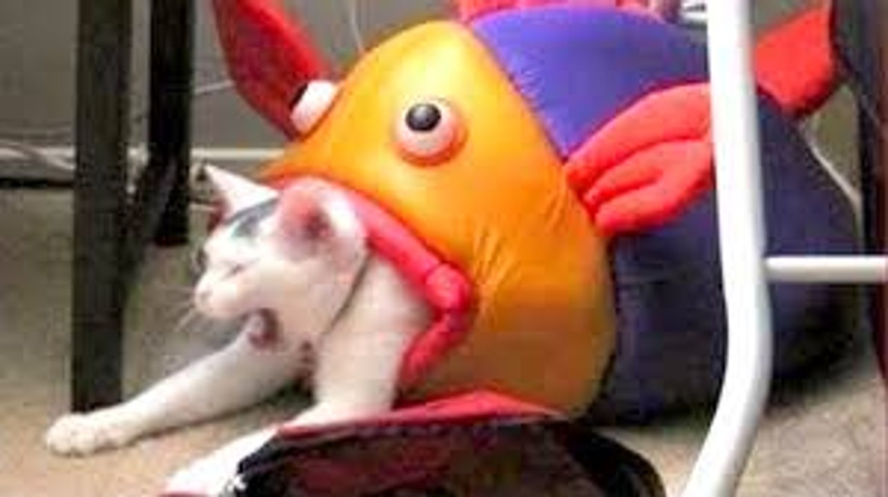 TRY NOT TO LAUGH or GRIN - Funny Animals Compilation 2018 | Funniest Animals Videos by Life Awesome