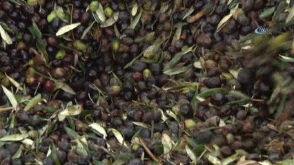 Zeytin ve Zeytinyağı Üreticilerinin Yüzü Gülüyor