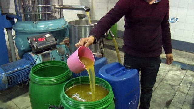 Zeytin ve zeytinyağı üreticilerinin yüzü gülüyor