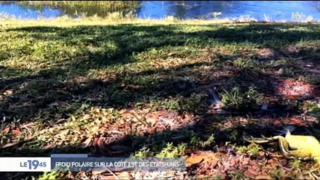 Etats-Unis : Le grand froid qui touche même la Floride fait des victimes chez les animaux comme les iguanes ! Regardez