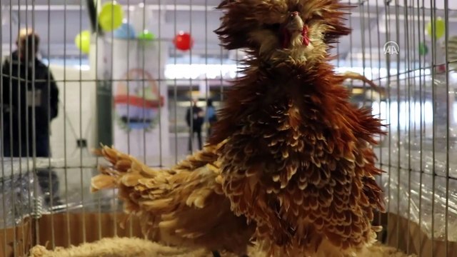 'En bakımlı' süs tavukları şampiyonluk için yarışıyor - İSTANBUL