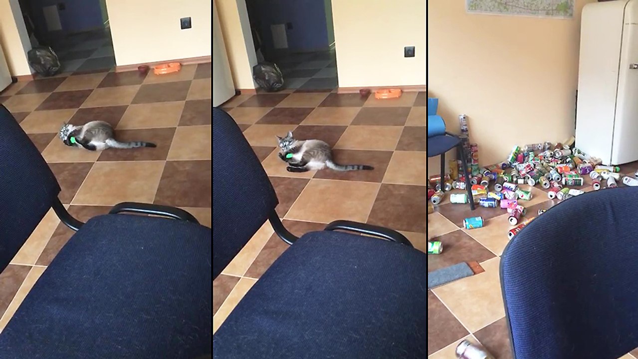 Un chat s'amuse avec une balle