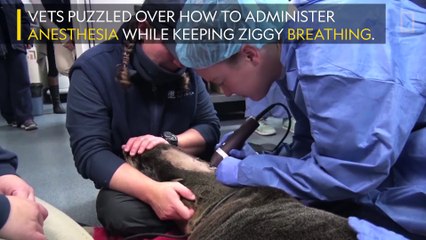 Brain Surgery Helps a Rescued Fur Seal