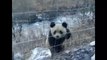 Wild giant panda spotted and spooked in Chinese village