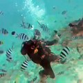 Blue Cave Diving in Okinawa