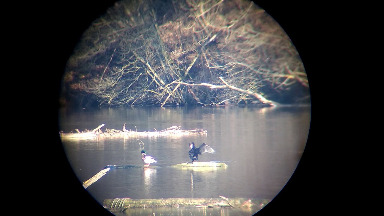 Kormoran trocknet sein Gefieder beim Jagdaufseher Tactical-Dad