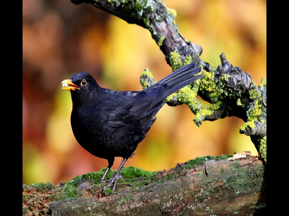 Blackbird, Birdsong Garden Sounds