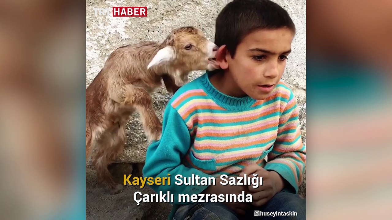 Dilaver ve küçük keçisi