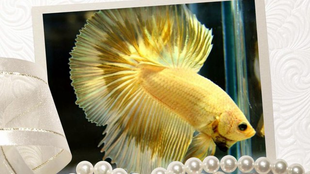 White Betta fishes and Yellow Betta fishes !