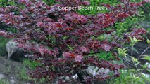 Copper Beech Trees....   We Grow at HH Farm