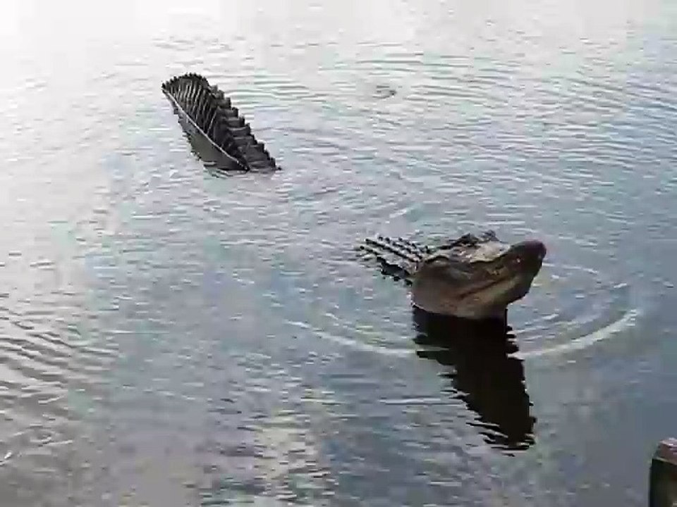 Ces alligators ont un cri terrifiant... Vagissements incroyables