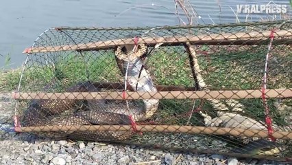 Fisherman Gets Nasty Surprise In His Net