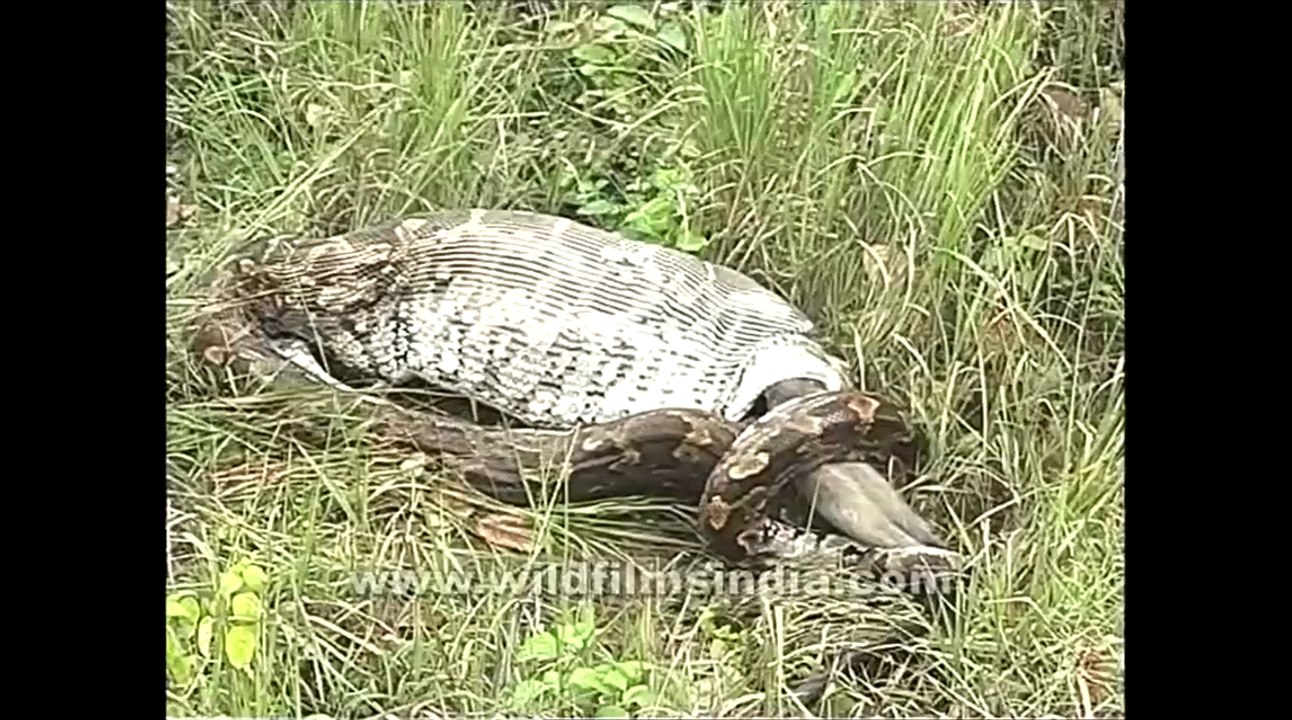 Ce python est en train d'avaler un singe en entier.