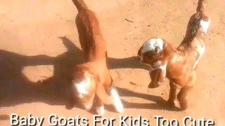 Cute baby Goats A cute And funny baby goats for kids New Video 2018
