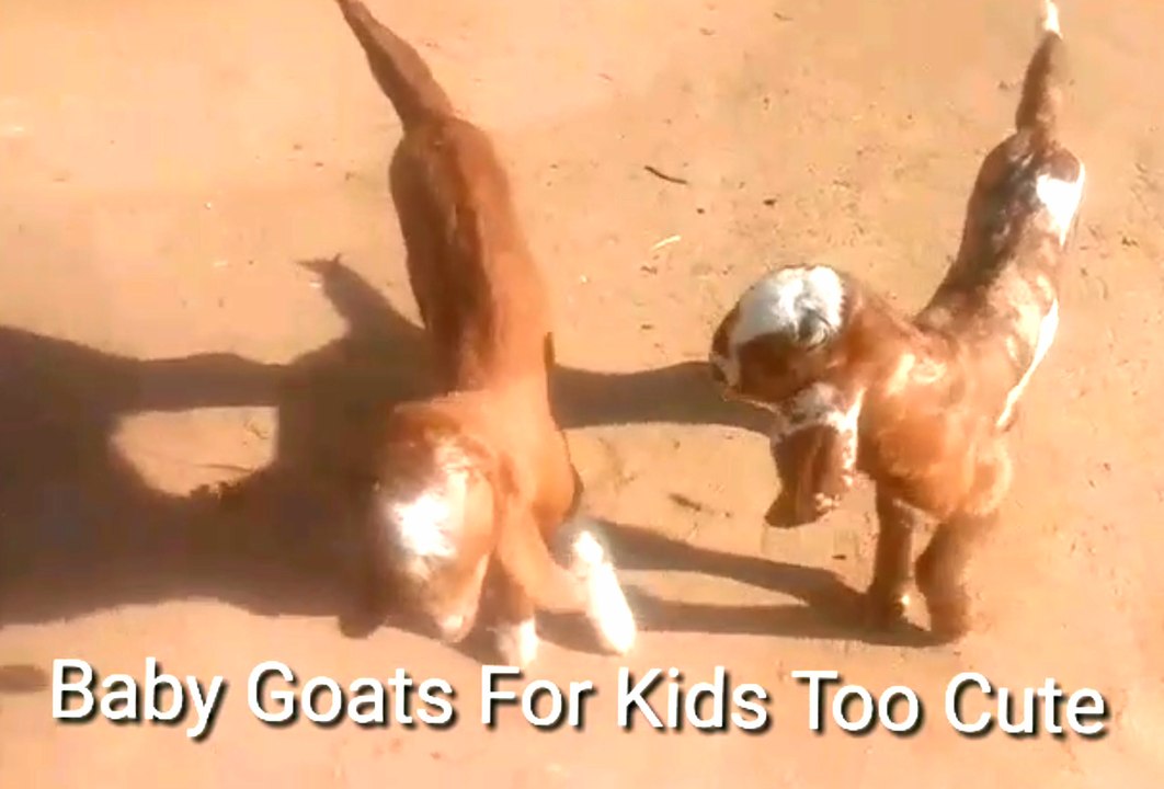 Cute baby Goats A cute And funny baby goats for kids New Video 2018