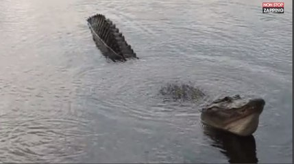 Floride : Des touristes filment de terrifiants alligators (vidéo)
