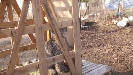 Vaşağı Kedi Gibi Sevdi