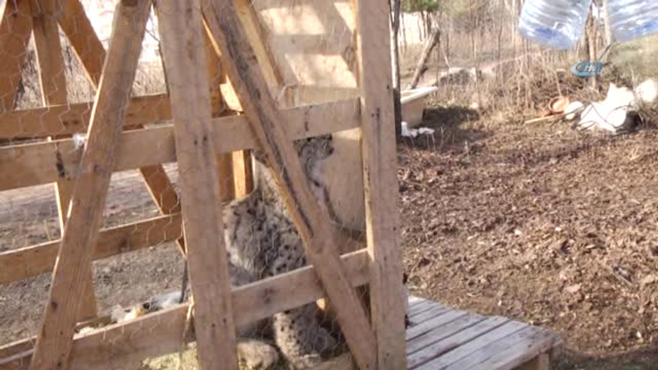 Vaşağı Kedi Gibi Sevdi