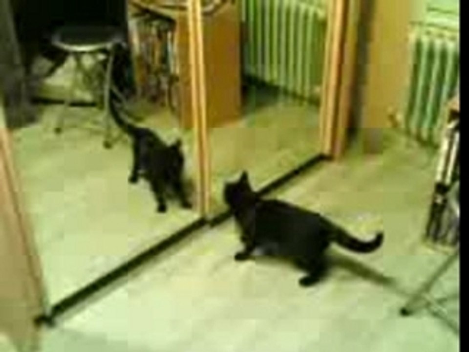 Chat débile: Tu veux de la boxe ?