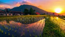 Sunset Over The Rice Field is Reflected In The Water in Bali by Timelapse4K