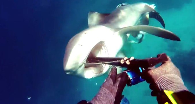 Boğa Köpek Balığı ile Karşı Karşıya Geldi, Son Andaki Hamlesi ile Ölümden Kurtuldu