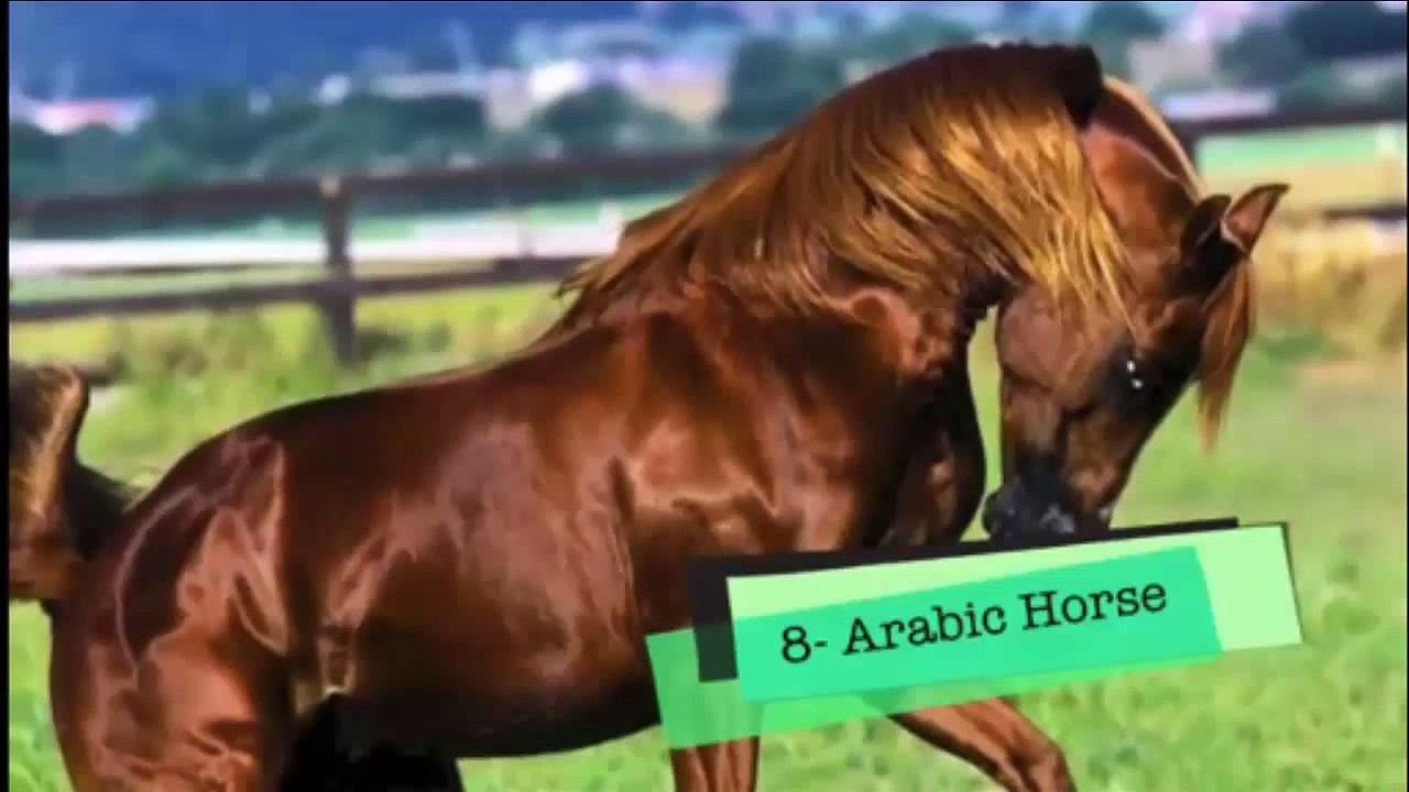 اجمل 10 حيوانات فى العالم - سبحان الخالق