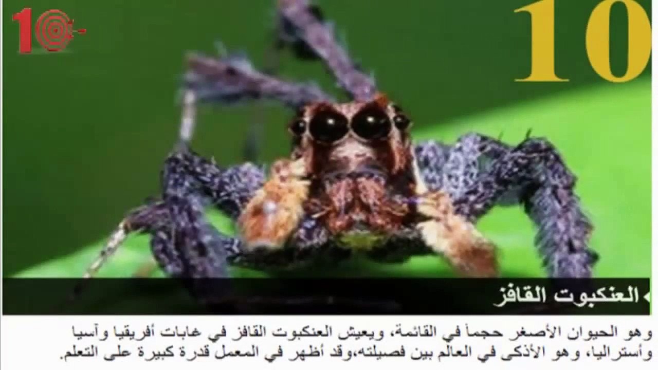 أذكى 10 حيوانات فى العالم - أذكى الكائنات على الأرض بعد الأنسان