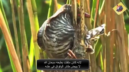 أنذل كائن على وجه الأرض - سبحان الله