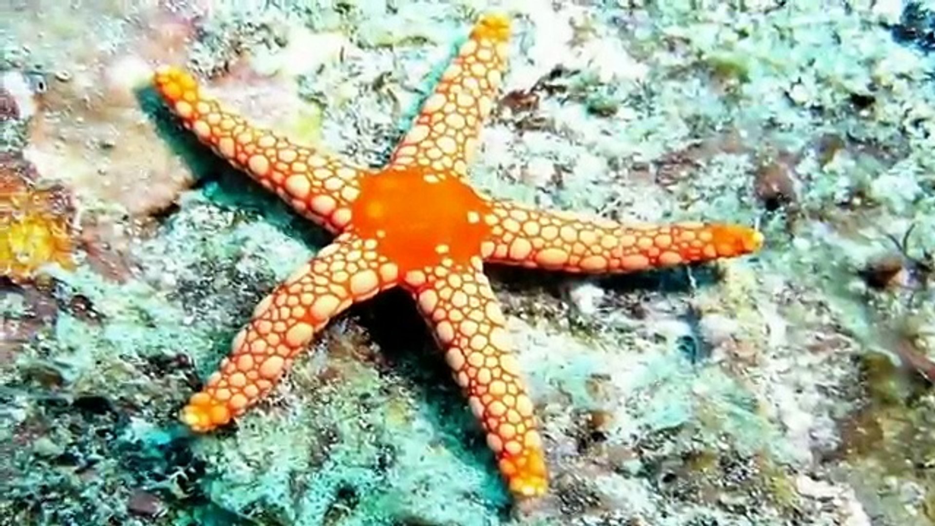 Sea Stars - Starfish