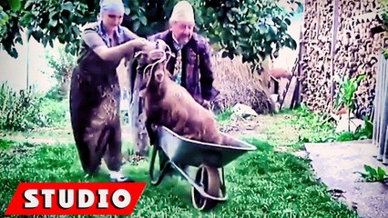 Humor 2018 Cima dhe Hasan Kunxhi