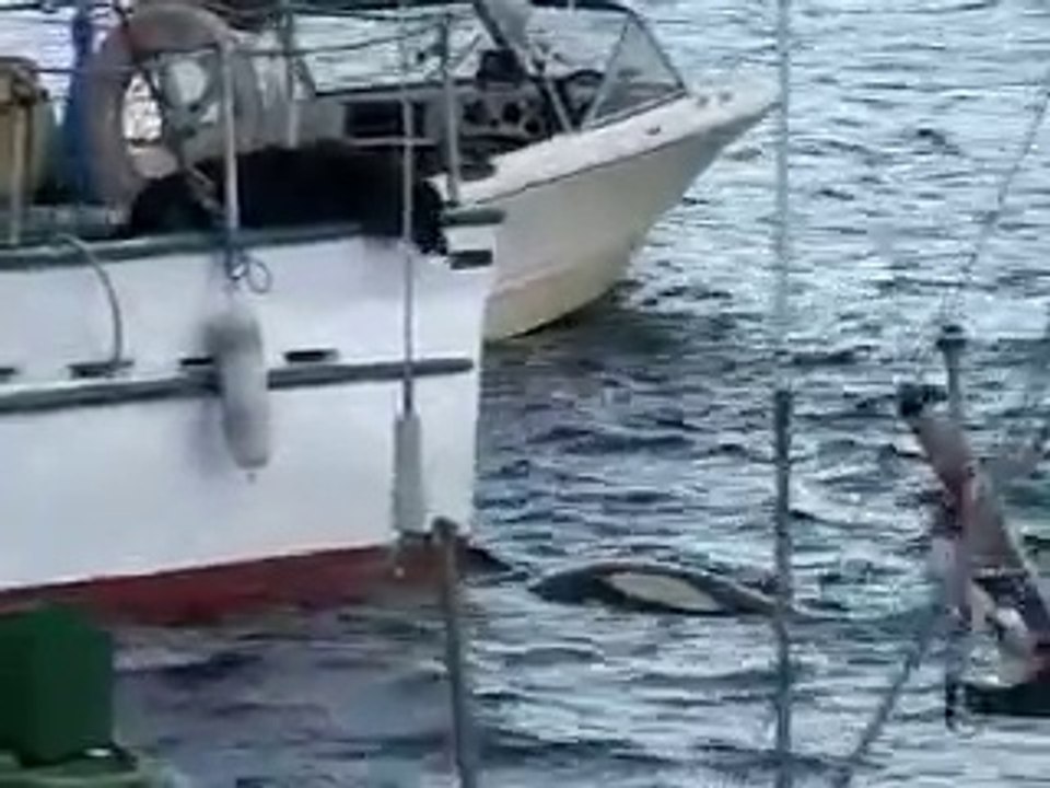 Ce chien s'est fait un nouveau pote : une orque!