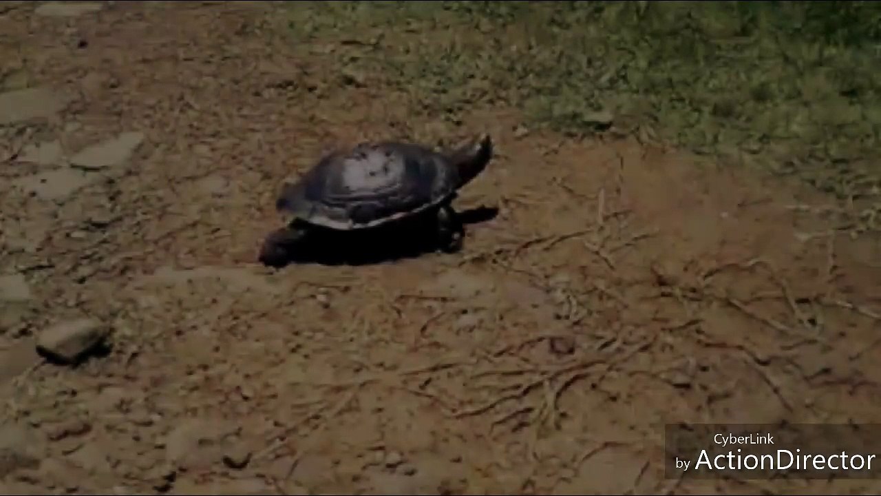 UNA TORTUGUITA ... (enero 2018)