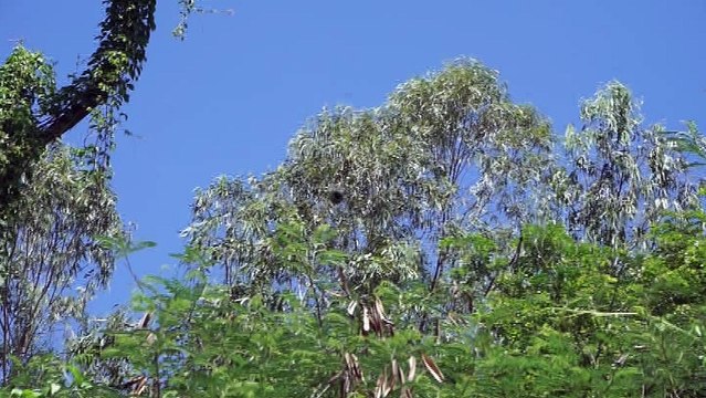 Cambodia Khmer Views Farm Cambodian Vellage ខ្មែរច្រៀងពិរោះ