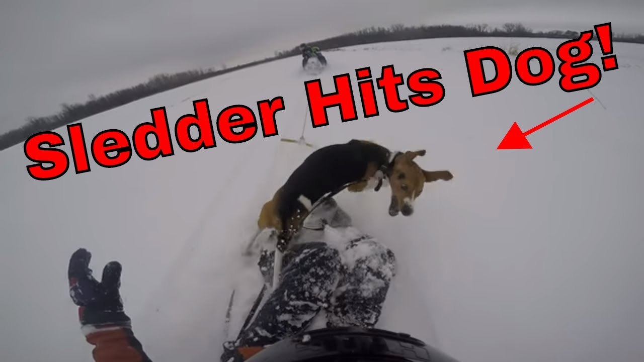 SLEDDER HITS DOG While Being Pulled Behind the Snowmobile! (Dog Sends It!)